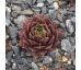 Sempervivum KERIDWEN