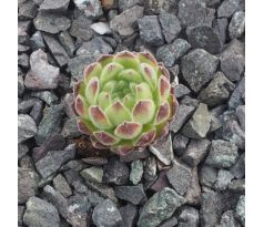 Sempervivum SAMTTEDDY