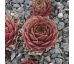 Sempervivum VOODOO