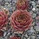 Sempervivum VOODOO