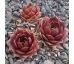 Sempervivum VULCANO
