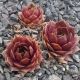 Sempervivum VULCANO