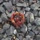 Sempervivum PUMAROS