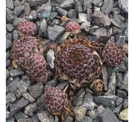 Sempervivum WEISSE WIMPER