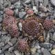 Sempervivum WEISSE WIMPER
