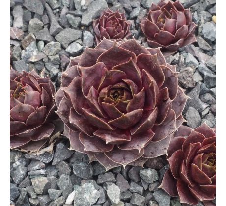 Sempervivum WEISSENSTEIN