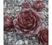 Sempervivum WEISSENSTEIN
