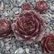 Sempervivum WEISSENSTEIN