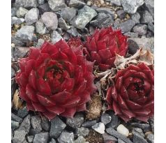 Sempervivum WITTENBURG