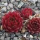 Sempervivum WITTENBURG