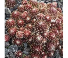 Sempervivum XANDRA