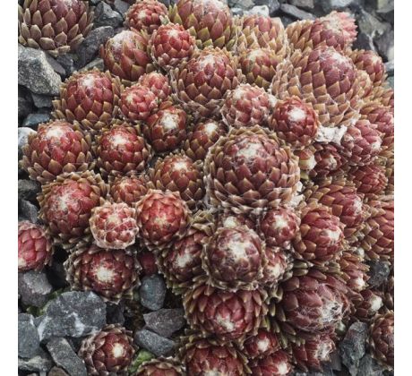Sempervivum XANDRA