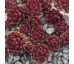 Sempervivum CORAL RED