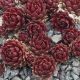 Sempervivum CORAL RED