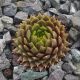 Sempervivum COULD BREZE