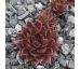 Sempervivum CRIPELLO