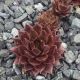 Sempervivum CRIPELLO