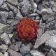 Sempervivum CROTON