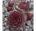 Sempervivum CRU