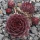 Sempervivum CRU