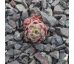 Sempervivum CUDDLES