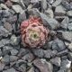 Sempervivum CUDDLES