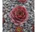 Sempervivum D`ARCY