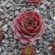 Sempervivum D`ARCY