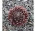 Sempervivum DEVON CHARM