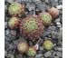 Sempervivum DEVON DUMPLING