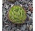 Sempervivum DITTO