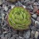 Sempervivum DITTO