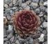 Sempervivum MAJIDA