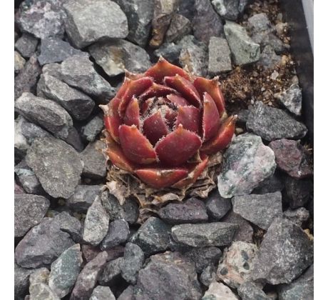 Sempervivum DR. ZONNEVELD