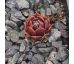 Sempervivum DR. ZONNEVELD