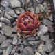 Sempervivum DR. ZONNEVELD