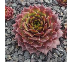 Sempervivum DRAMA GIRLS