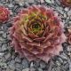 Sempervivum DRAMA GIRLS