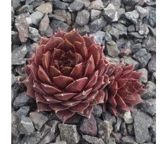 Sempervivum DUSKY