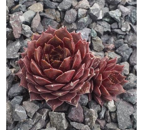 Sempervivum DUSKY