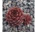 Sempervivum DUSKY