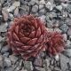 Sempervivum DUSKY
