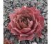 Sempervivum EDWARDINE