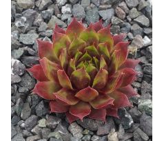 Sempervivum ELGAR