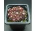 Sempervivum SCHWARZE WITWE