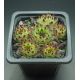 Sempervivum LITTLE