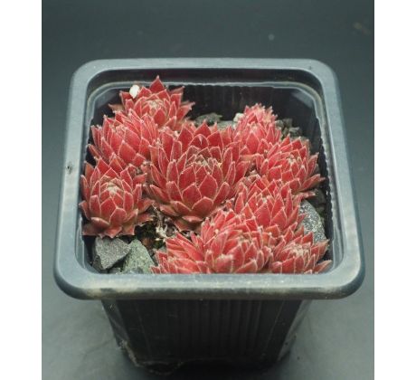 Sempervivum LUFTSPRUNG