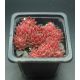 Sempervivum LUFTSPRUNG