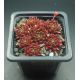 Sempervivum LUSTROUS