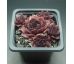 Sempervivum SCHWARZE ROSE